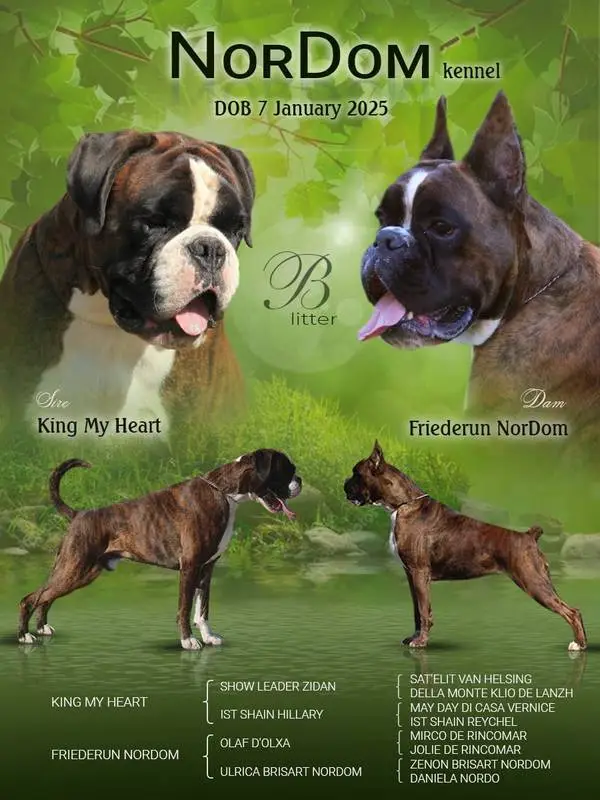 Friederun - King 7 January 2025 Litter B