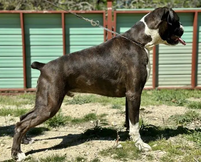 Rehoming Boxer Brindle male 1 litter-I