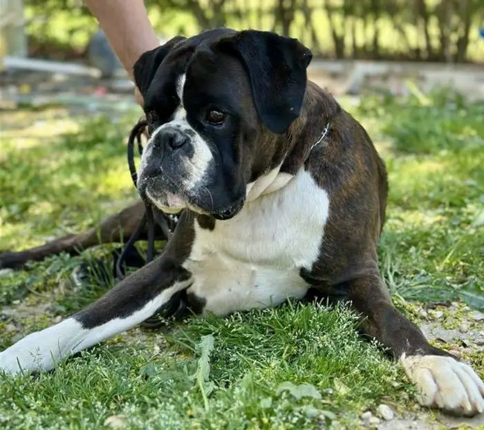 Rehoming Boxer Brindle male 1 litter-I
