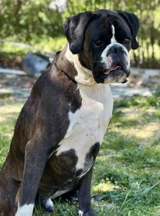 Rehoming Boxer Brindle male 1 litter-I