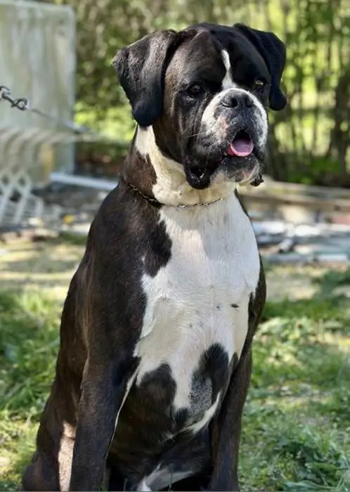 Rehoming Boxer Brindle male 1 litter-I