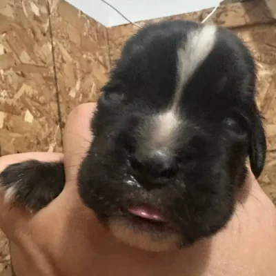 Brindle female litter D