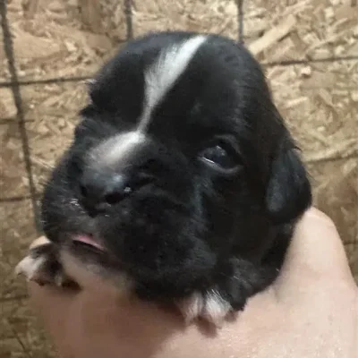 Brindle female Litter D