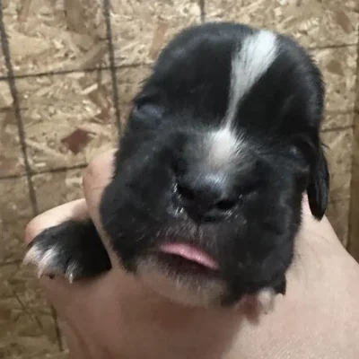 Brindle female litter D