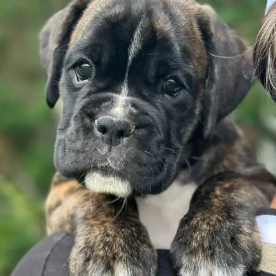 Brindle female litter D