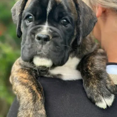 Brindle female litter D