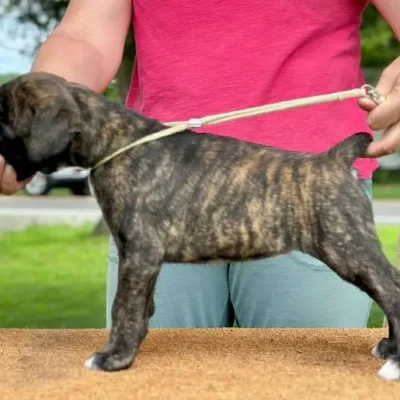 Brindle female litter D