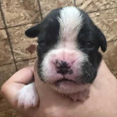 Brindle male litter D