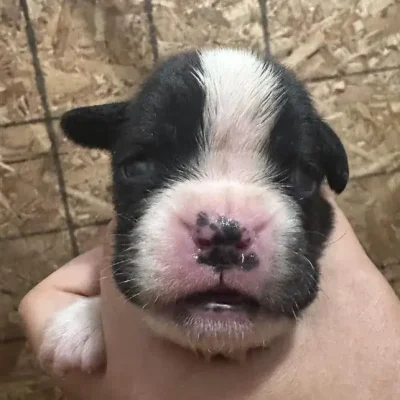 Brindle male litter D