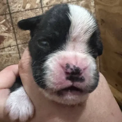 Brindle male litter D