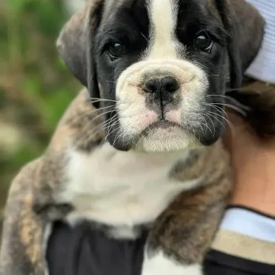 Brindle male litter D