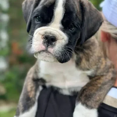 Brindle male litter D