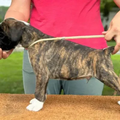 Brindle male litter D
