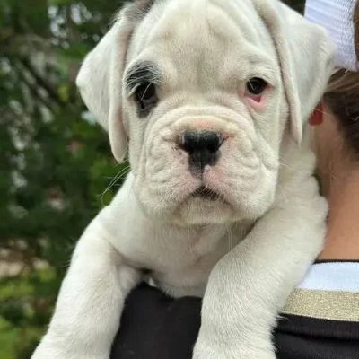 White male litter D