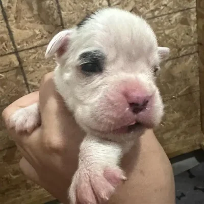 White male litter D