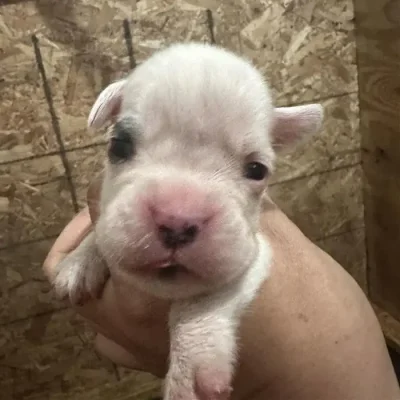 White male litter D