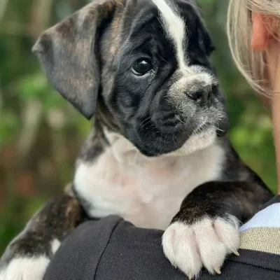 Brindle female 2 litter D