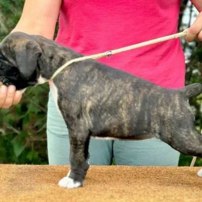 Brindle female 2 litter D