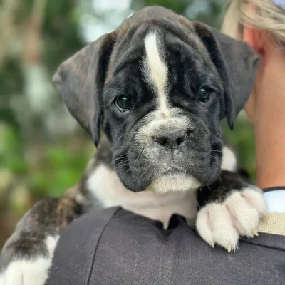 Brindle female 2 litter D