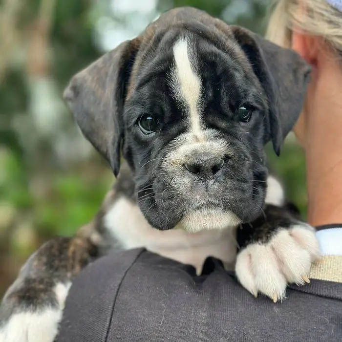 Brindle female 2 Litter D