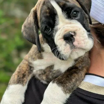 Brindle male 2 litter D