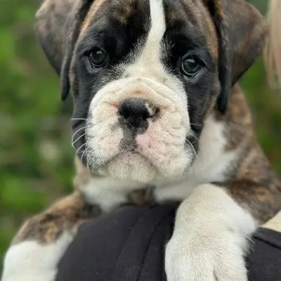 Brindle male 2 litter D