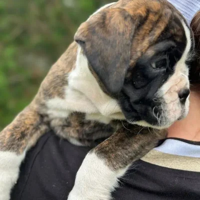 Brindle male 2 litter D