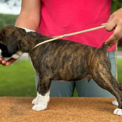 Brindle male 2 litter D