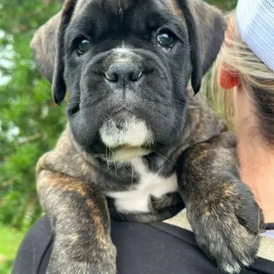 Brindle male 3 litter D