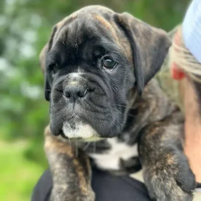 Brindle male 3 litter D