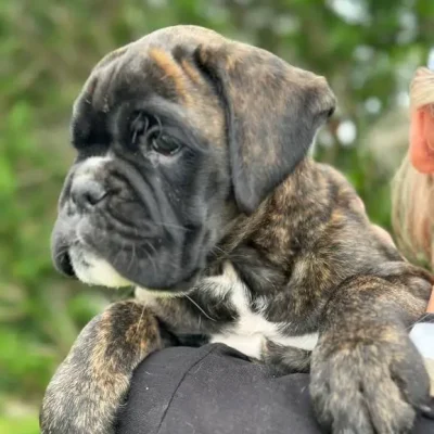 Brindle male 3 litter D