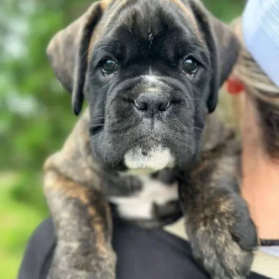 Brindle male 3 litter D