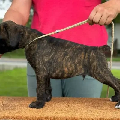 Brindle male 3 litter D