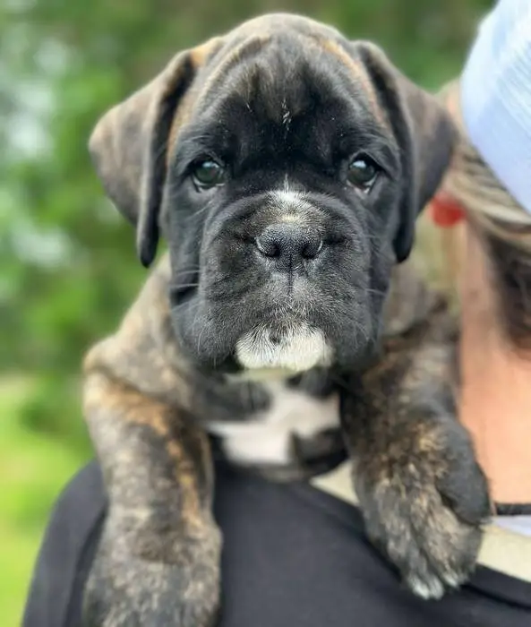 Brindle male 3 litter D