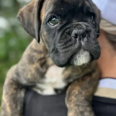 Brindle male 4 litter D