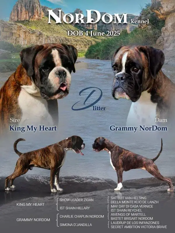 Grammy NorDom - King my heart 4 June 2025 litter D