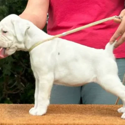 White female litter D
