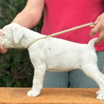 White female litter D