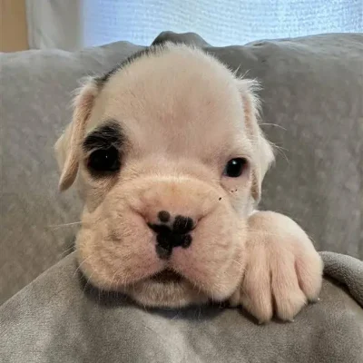 White male litter D
