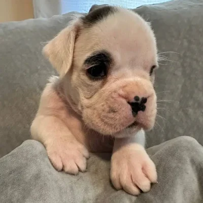 White male litter D