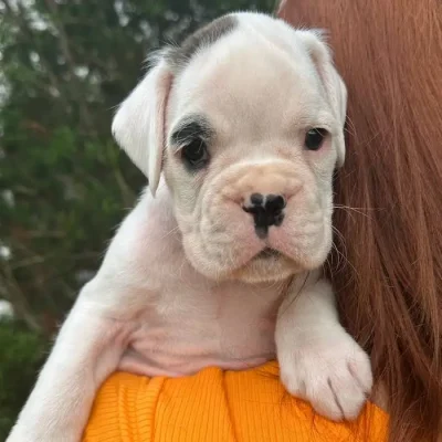 White male litter D