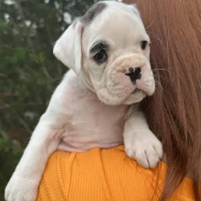 White male litter D