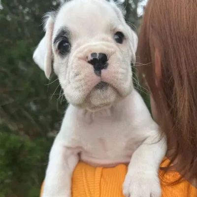 White male litter D