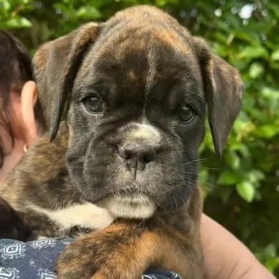 Brindle female 1 litter E