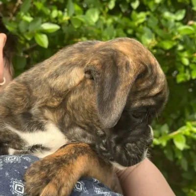 Brindle female 1 litter E