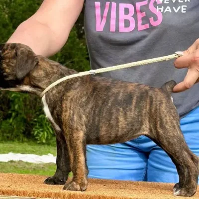 Brindle female 1 litter E