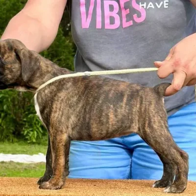 Brindle female 1 litter E