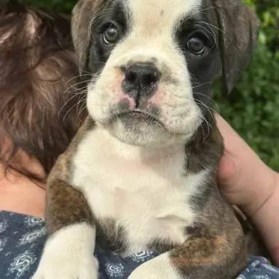 Brindle female 2 litter E