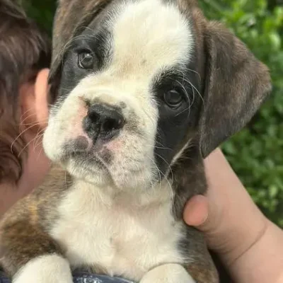 Brindle female 2 litter E