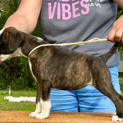 Brindle female 2 litter E